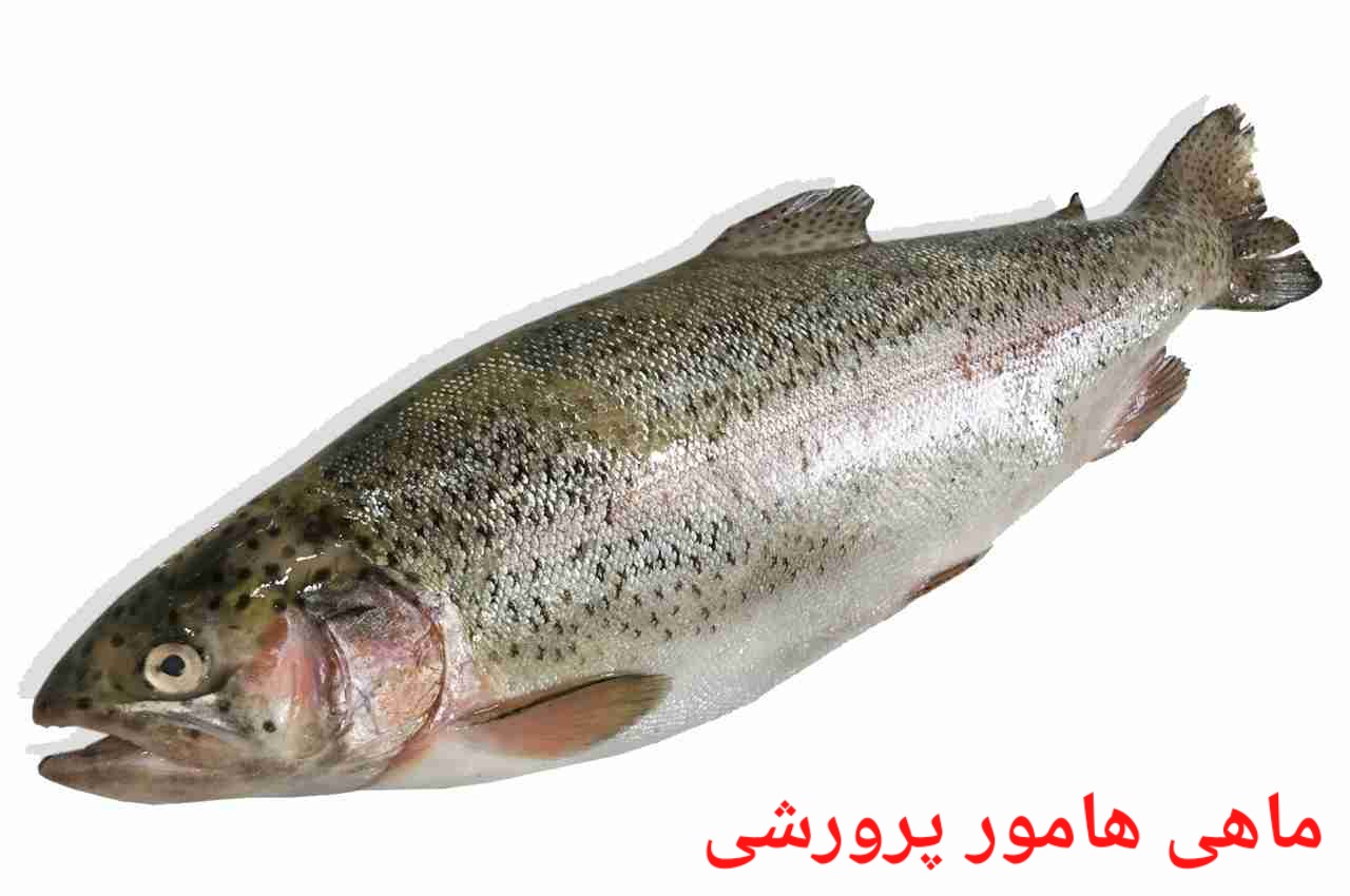 تصویر 1 از بهترین ماهی هامور پرورشی صادراتی ایران + قیمت خرید عالی